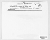 Pucciniastrum epilobii image